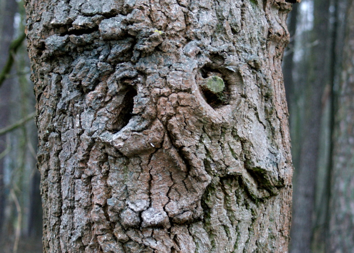 Hey Pandas, Have You Ever Come Across Something Resembling A Face And Taken A Pic? (Closed)