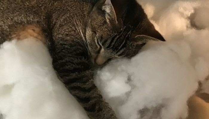 Hey Pandas, Photoshop Or Edit My Cat To Be An Angel (Closed)