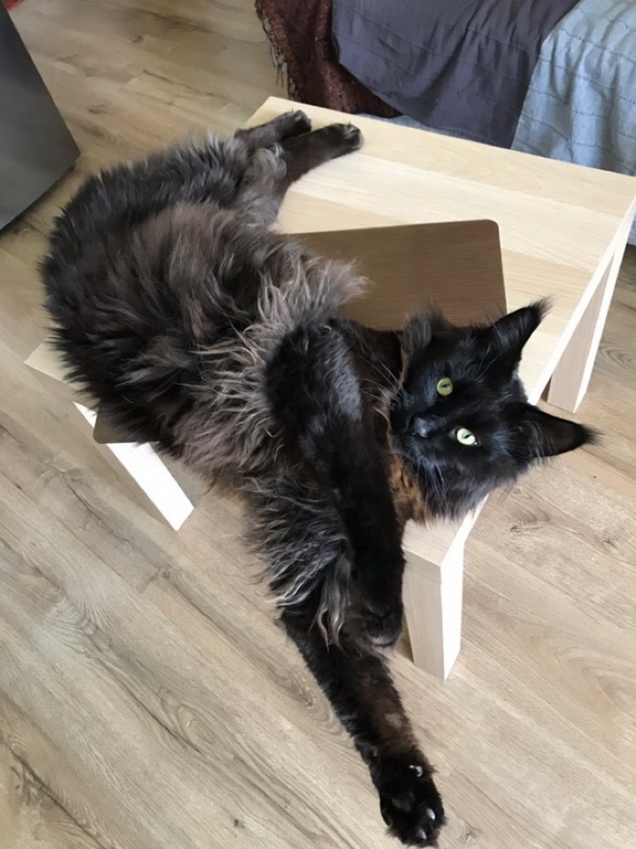 My Crazy Maine Coon Marcel