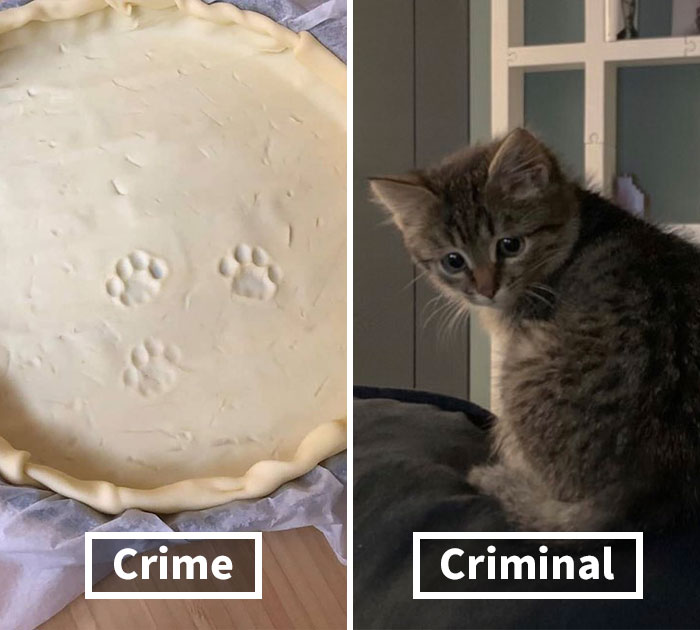 19 Crimes And Criminals Caught By Their Owners, As Shared In This Twitter Thread