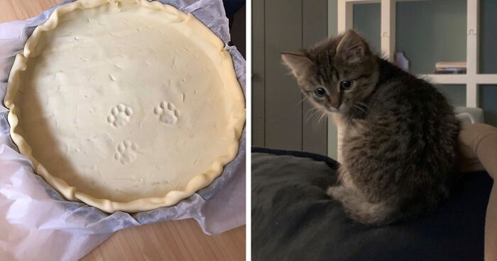 19 Crimes And Criminals Caught By Their Owners, As Shared In This Twitter Thread