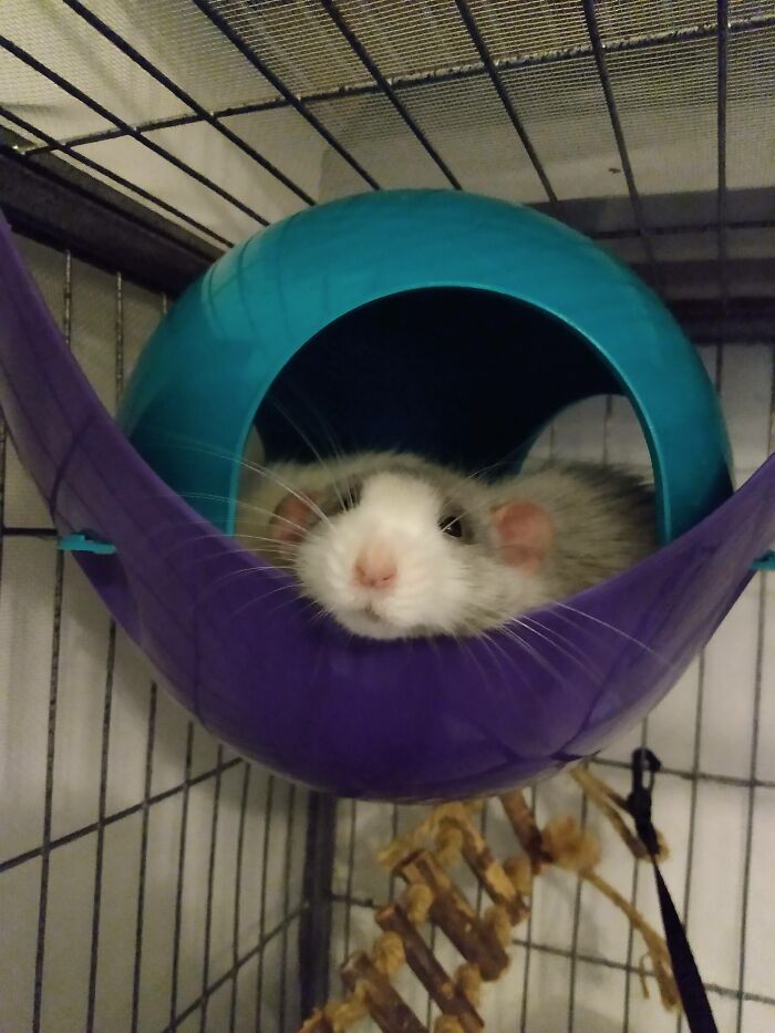 This Is My Ratto Fidget