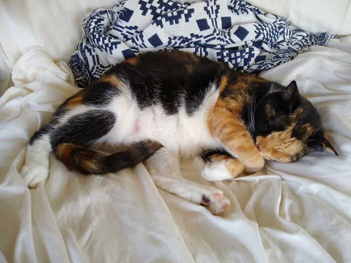 We Got Her From The Shelter When She Was Four Months Old, She Is Now Four Years Old