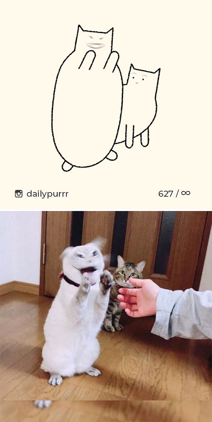 Stupid-Cat-Drawings-New-Dailypurrr
