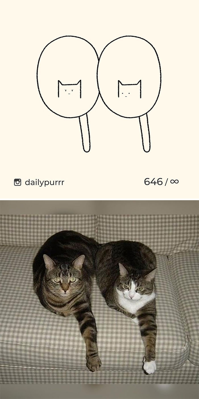 Stupid-Cat-Drawings-New-Dailypurrr