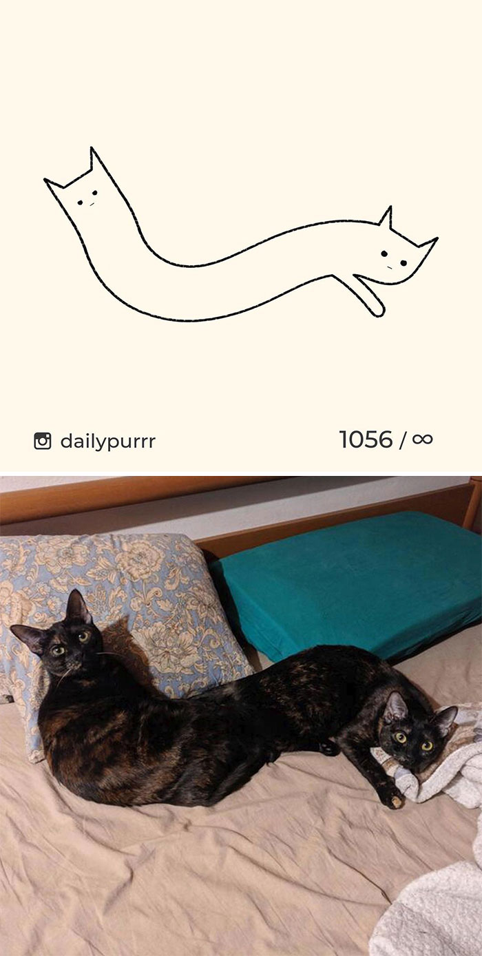 Stupid-Cat-Drawings-New-Dailypurrr