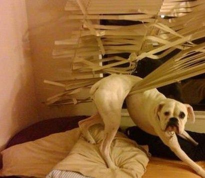 derp-dog-in-blinds-6059136161ace.jpg