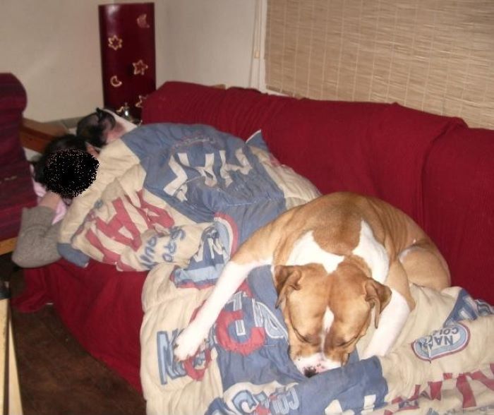 Sleepovers Are Exhausting!(2 Dogs In The Pic, Mine Was The Liquid One)