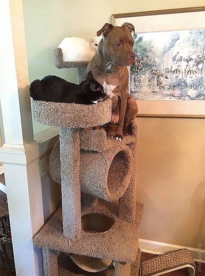 My Buddy’s “Cat”