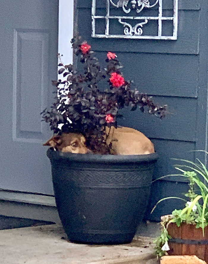 My Dog Thinks He’s A Cat