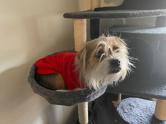 Tiny Pup Lives With 6 Kitties, So I Guess Our Cat Tree Doubles As A Dog Tree