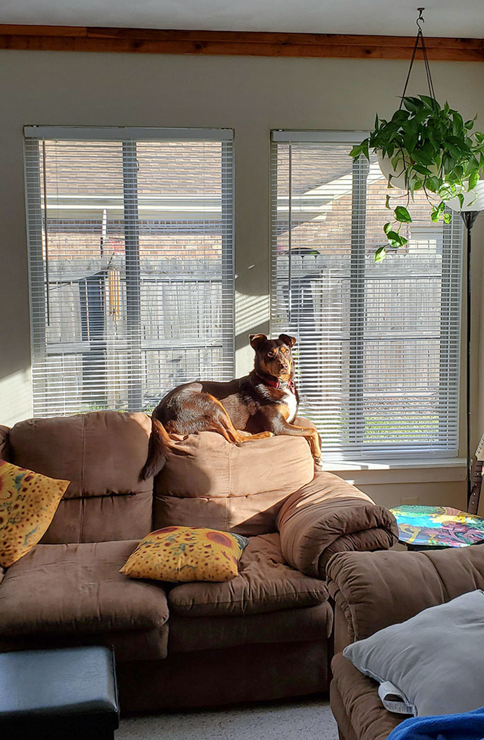 My 50 Lbs Dog Thinks He's A Cat