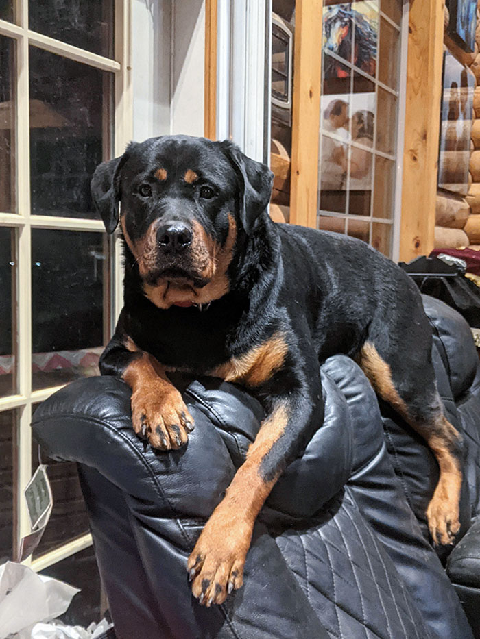 One Of Our Dogs Porsche Will Lay On The Top Of Our Couch Like A Cat