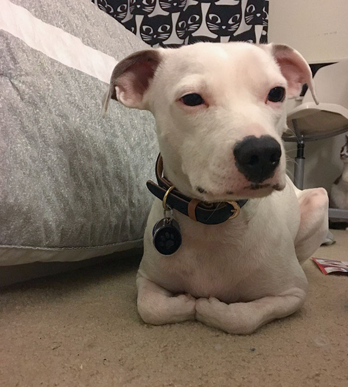 A Good Boy Who Grew Up With Cats So He Thinks He’s Also A Cat