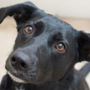 abigailcahill avatar