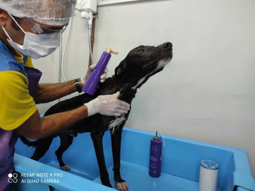 "He Put The Injured Paw Forward": Video Shows Stray Dog Wandering Into A Vet Clinic As If To Ask For Help "He Put The Injured Paw Forward": Video Shows Stray Dog Wandering Into A Vet Clinic As If To Ask For Help