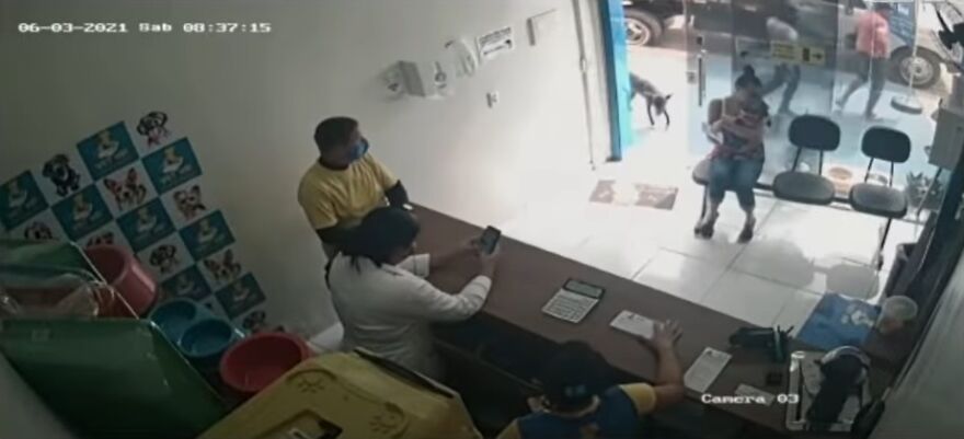 "He Put The Injured Paw Forward": Video Shows Stray Dog Wandering Into A Vet Clinic As If To Ask For Help