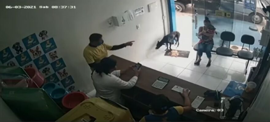 "He Put The Injured Paw Forward": Video Shows Stray Dog Wandering Into A Vet Clinic As If To Ask For Help