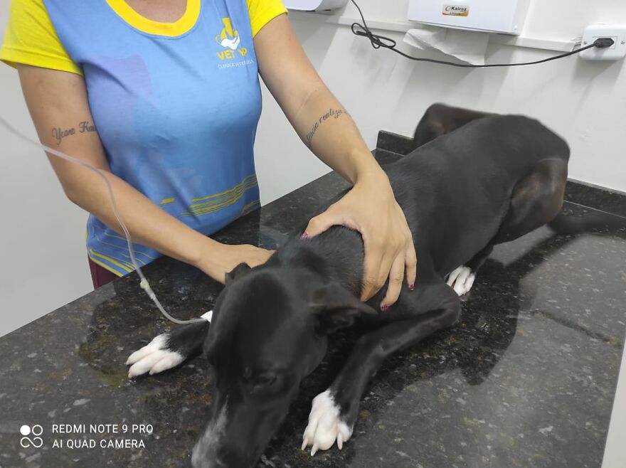 "He Put The Injured Paw Forward": Video Shows Stray Dog Wandering Into A Vet Clinic As If To Ask For Help "He Put The Injured Paw Forward": Video Shows Stray Dog Wandering Into A Vet Clinic As If To Ask For Help