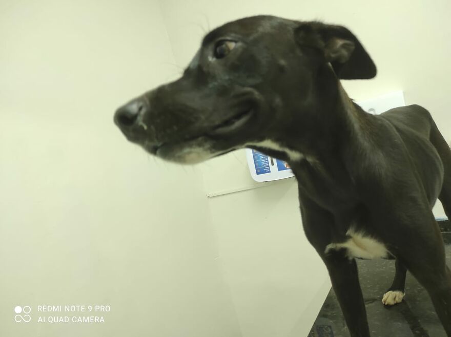 "He Put The Injured Paw Forward": Video Shows Stray Dog Wandering Into A Vet Clinic As If To Ask For Help
