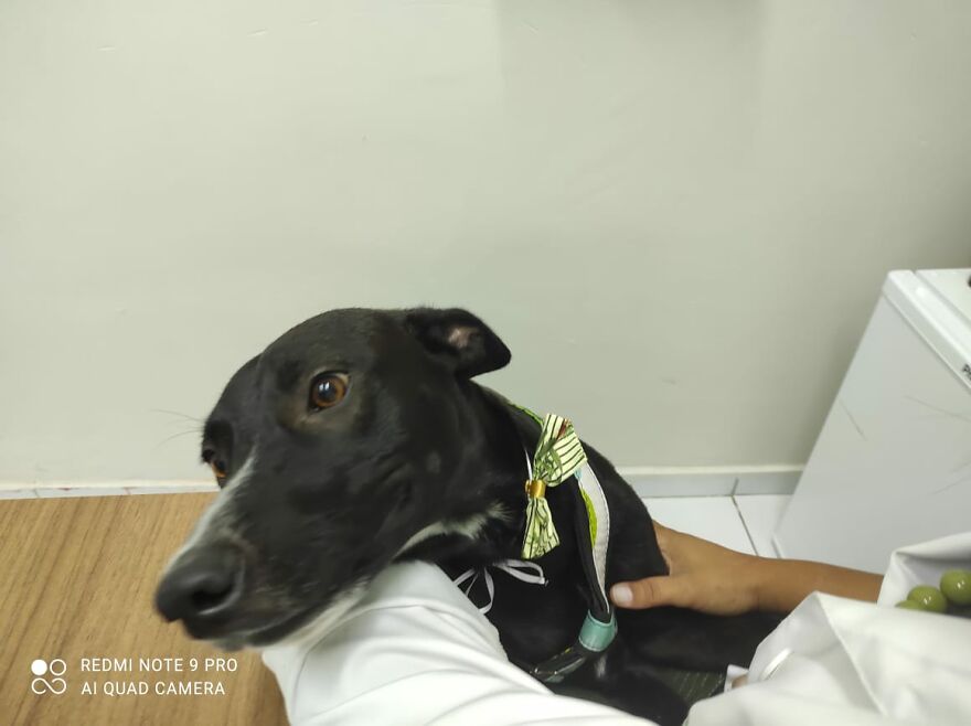 "He Put The Injured Paw Forward": Video Shows Stray Dog Wandering Into A Vet Clinic As If To Ask For Help "He Put The Injured Paw Forward": Video Shows Stray Dog Wandering Into A Vet Clinic As If To Ask For Help