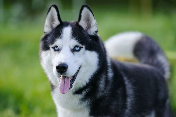Siberian Husky