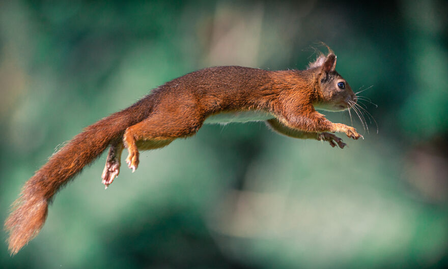 I’ve Spent 5 Years Photographing Jumping Red Squirrels And Here Are 38 Of My Best Photos