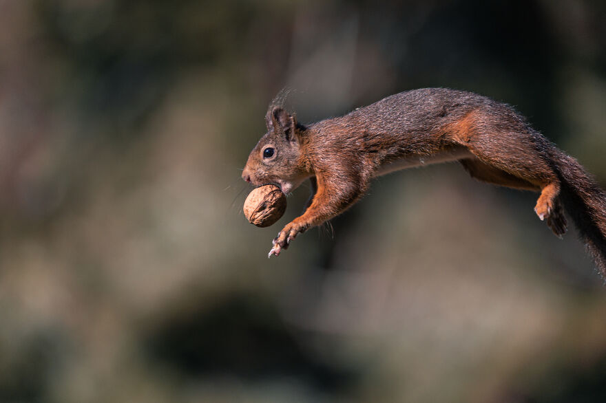 I’ve Spent 5 Years Photographing Jumping Red Squirrels And Here Are 38 Of My Best Photos