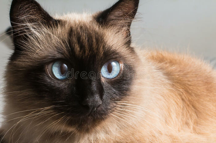 Couldn't Get Real Picture Cus He Is Being A Butt. Had To Look Up "Siamese Mix Cat Fat". My Real Cat's Name Is Reef.