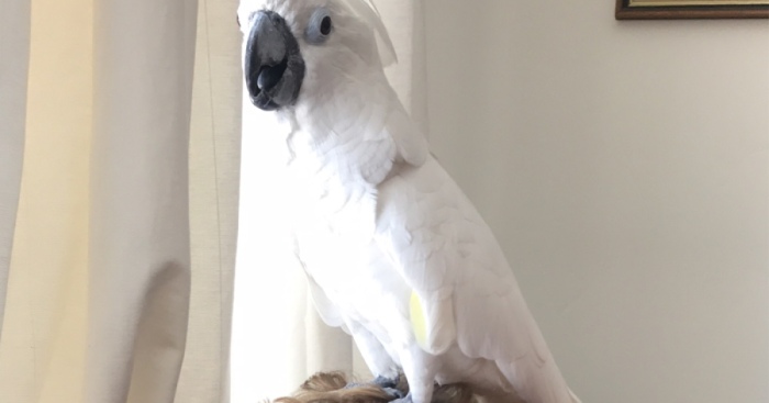 Hey Pandas, Post The Funniest Photo Of Your Pet (Closed)