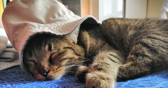 Hey Pandas, Post The Best St. Patrick’s Day Photo Of Your Pet (Closed)