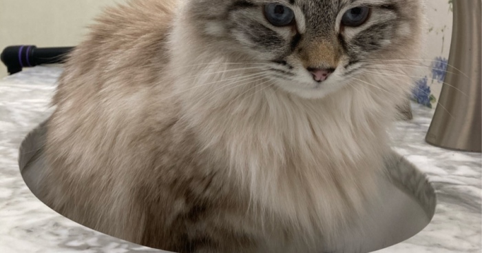 Hey Pandas, Post A Photo Of Your Pet Being A Weirdo (Closed)