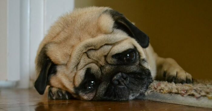 Hey Pandas, Make This Dog Happy (Closed)