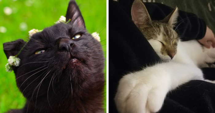 Hey Pandas, Can I Have Some Photos Of Your Animals? (Closed)