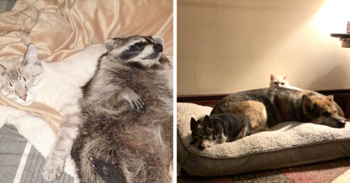 Hey Pandas, Post A Picture Of Your Sleepy Pet (Closed)