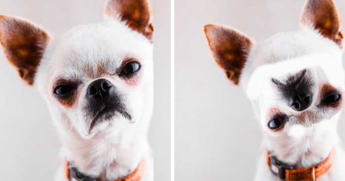 Hey Pandas, Edit A Photo To Make It Look Different (Closed)