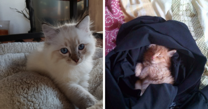 Hey Pandas, Post A Baby Picture Of Your Pet (Closed)