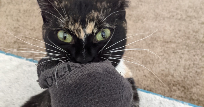 Hey Pandas, Share A Picture Of Your Angry Pet (Closed)