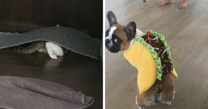 Hey Pandas, Show Me The Weirdest Pet Pic You Have (Closed)