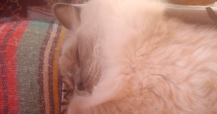 Hey Pandas, Post The Cutest Cat Photo To Win (Closed)