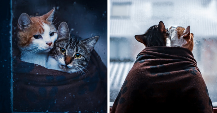 After His Best Buddy Passed Away, I Made It My Promise To Find Him A New Friend