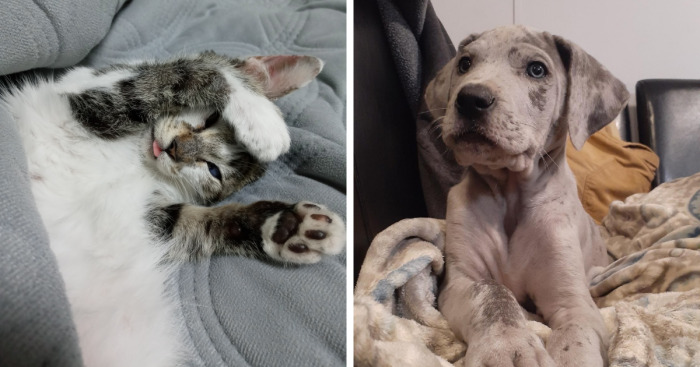 Hey Pandas, Post A Picture Of Your Pet (Closed)