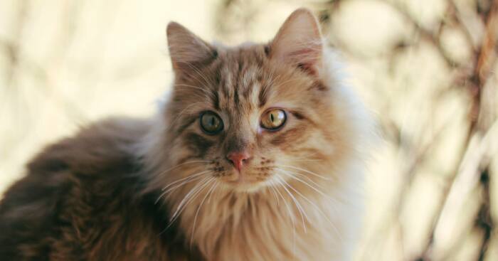 Hey Pandas, Post Your Most Wholesome Image Or Drawing