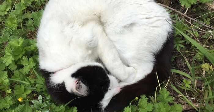 Hey Pandas, What’s The Cutest Picture You Have? (Closed)