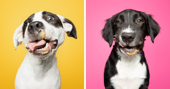 I Guarantee That Our Photos Of Rescue Puppies Eating Peanut Butter Might Make Your Day