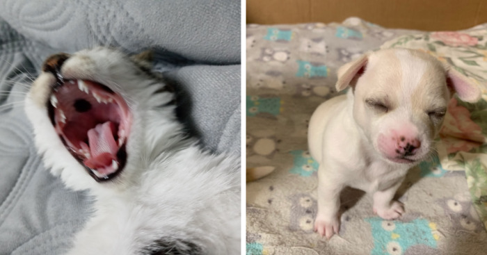 Hey Pandas, Post A Picture Of Your Sleepy Pet (Closed)