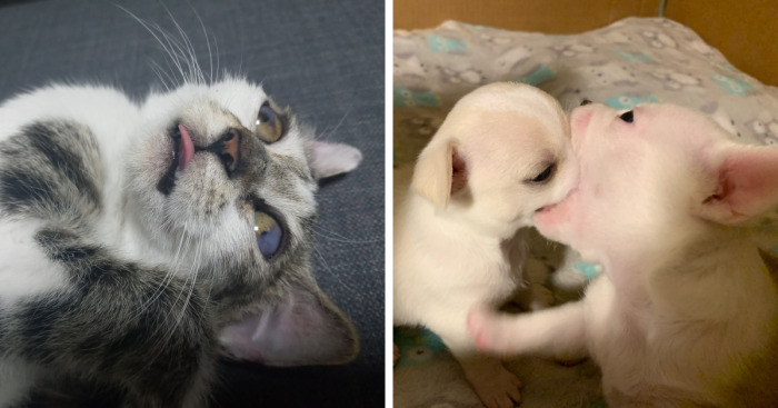 Hey Pandas, Post The Funniest Picture Of Your Pet