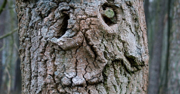 Hey Pandas, Have You Ever Come Across Something Resembling A Face And Taken A Pic? (Closed)