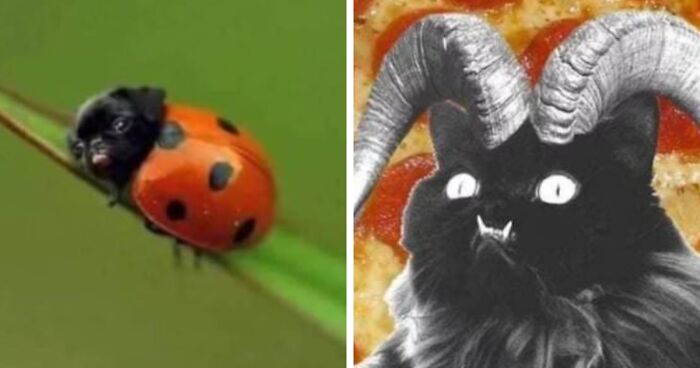 Hey Pandas, Share The Weirdest Photoshopped Picture You Have Ever Seen (Closed)