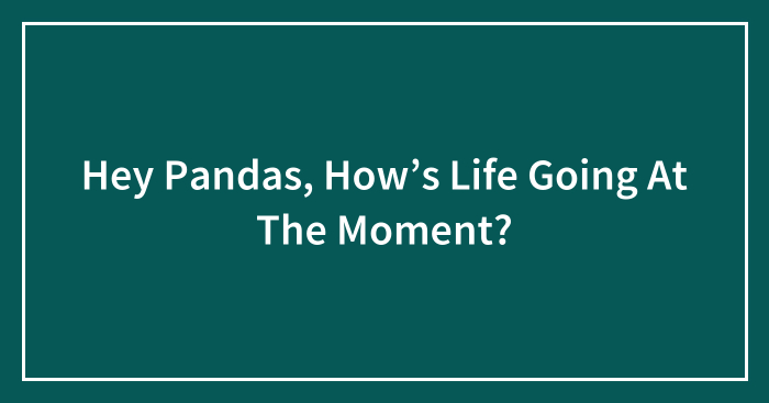 Hey Pandas, How’s Life Going At The Moment? (Closed)